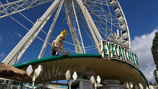 Das neue Riesenrad "Eyecatcher" auf dem Jahrmarkt. Mit dabei: Der singende und sprechende Kakadu Coco.