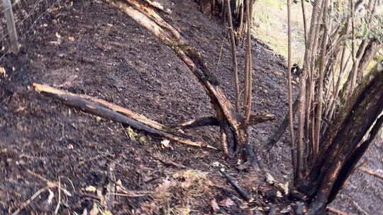 Die Schäden, die der Brand zwischen Niederburg und Damscheid am Wald verursacht hat, sind überwiegend in Bodennähe sichtbar.