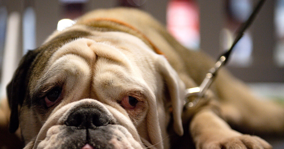 Trial in Bad Kreuznach: 37-year-old keeps bulldogs in a wooden box full of ...