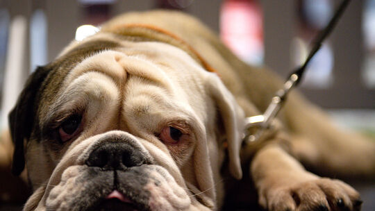 Weil er zwei englische Bulldoggen nicht artgerecht gehalten hat, muss sich ein 37-Jähriger vor Gericht verantworten.
