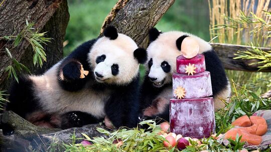 Panda-Zwillinge Leni und Lotti feiern zweiten Geburtstag