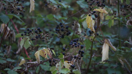 Der Spätsommer ist die Zeit der Brombeeren.
