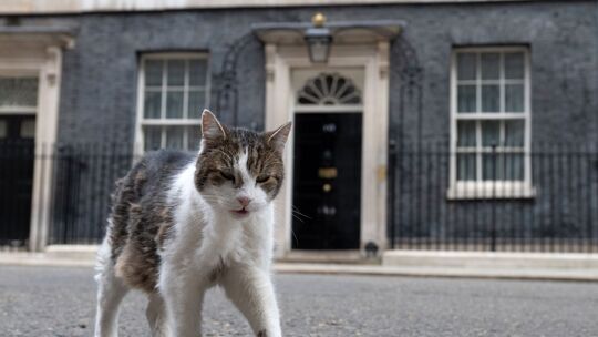 Kater Larry in der Downing Street 10 Kater Larry in der Downing Street 10