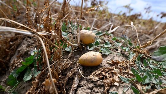 Wetter in Nordrhein-Westfalen - Landwirtschaft Wetter in Nordrhein-Westfalen - Landwirtschaft
