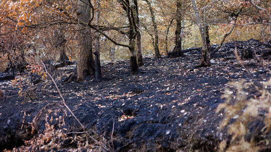Nach einem Waldbrand im Enderttal sind die Spuren des Feuers zwischen Greimersburg und Cochem deutlich zu sehen.