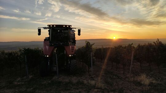 In Rheinhessen hat Jörg Fehlinger vom Weingut Vogt-Fehlinger am Montagmorgen mit der Weinlese begonnen.