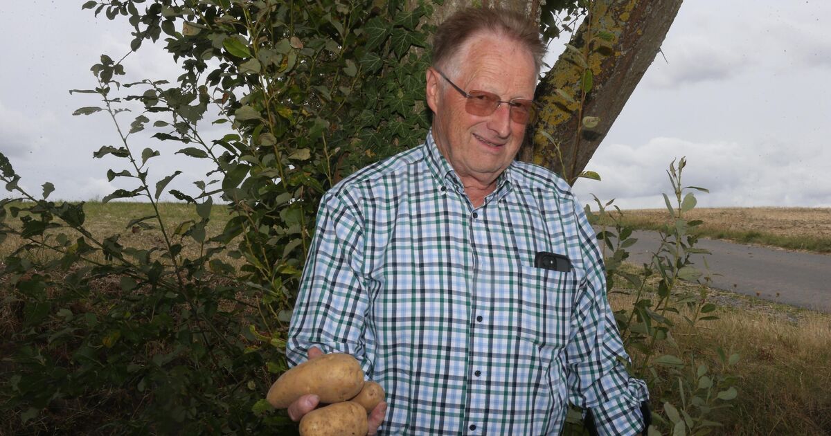 Big folk festival in Kottenheim: 100 hundredweight of Maifeld potatoes for ...