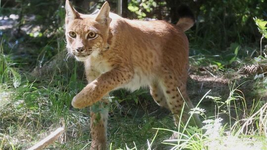 Luchs Luchs