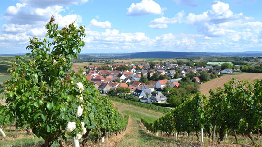 Tolle Ausblicke genießen und ganz tief eintauchen in die Weinwelt von Sommerloch, dazu besteht am Samstag und Sonntag reichlich