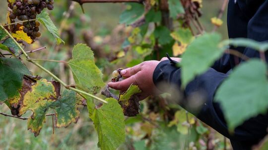 Erntesaison an der Mosel endet Erntesaison an der Mosel endet