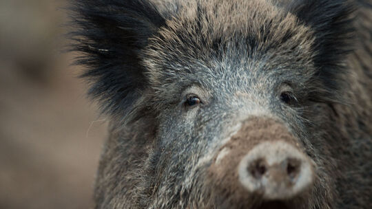 Die Problematik mit Wildschweinen bezieht sich auf mehrere Bereiche in Idar-Oberstein.
