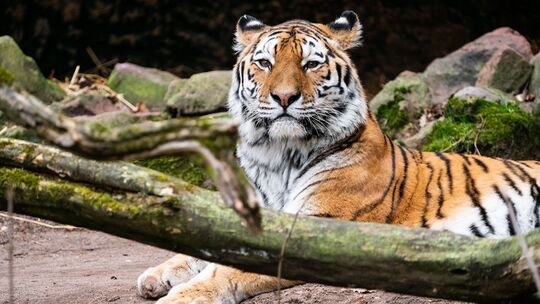 Tiger Manu Tiger Manu