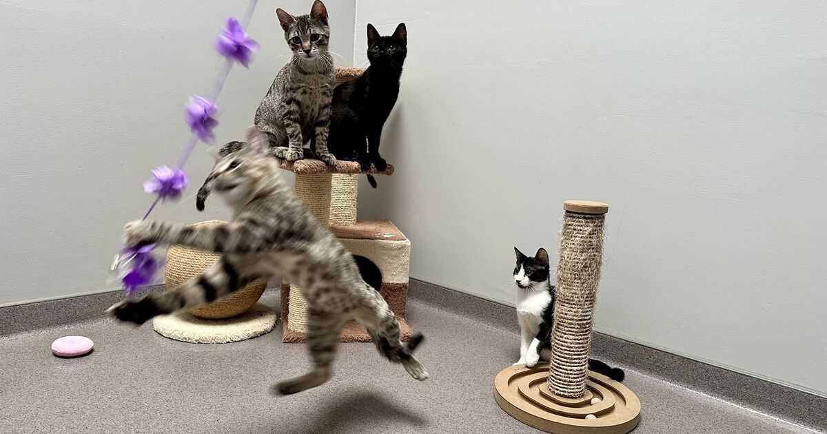 Animal shelter at its limit: Alarm in Ransbach-Baumbach: 62 cats are ...