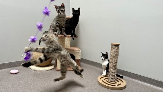Alarm im Tierheim Ransbach-Baumbach: 34 Kitten und 28 Katzen werden derzeit betreut und suchen ein Zuhause. Auch die Kleintierab