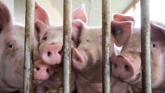 Schweine im Schweinestall Schweine im Schweinestall
