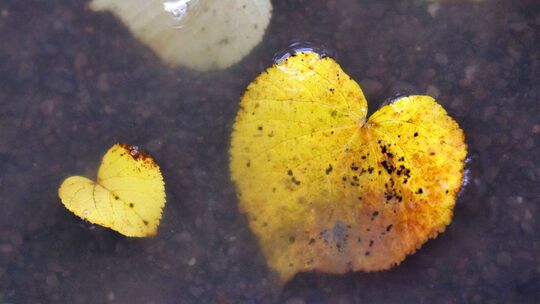Herbst Herbst