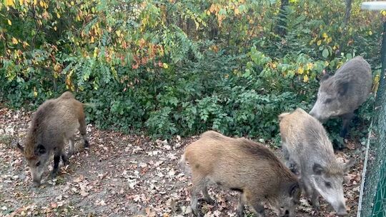 Wildschweine werden in Idar-Oberstein immer mehr zum Problem. Nun soll innerhalb der Stadtverwaltung eine Arbeitsgruppe gegeründ