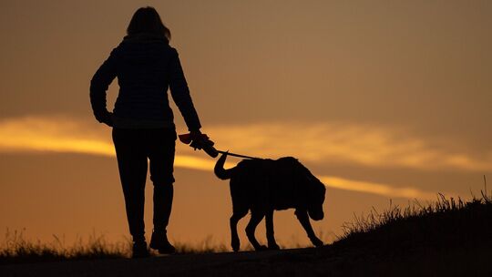 Frau geht am Morgen mit ihrem Hund spazieren