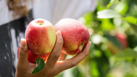 Erntehelfer pflücken auf einer Apfelplantage Äpfel