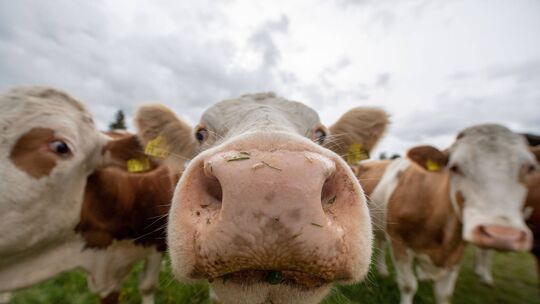 Der deutsche Milchmarkt ist in Bewegung: Vor wenigen Tagen hat eine Hochwald-Tochter ein Insolvenzverfahren in Eigenverwaltung b