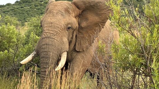 Elefanten aus den Nähe beobachten, gehört bei Game Drive im Pilanesberg Nationalpark einfach dazu. Bekommt der Elefant plötzlich