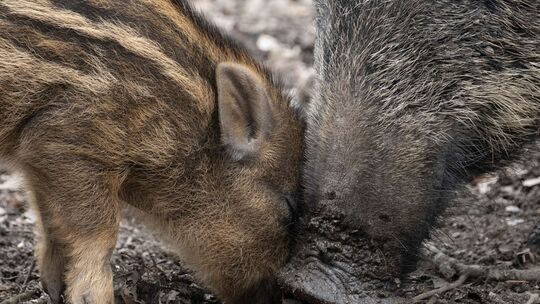 Innerhalb der Stadtverwaltung soll eine Taskforce gebildet werden, die sich um die Wildschwein-Problematik in Idar-Oberstein küm
