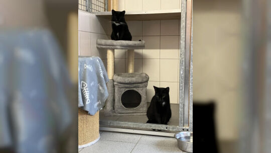 Viele Katzen beim Tierschutzverein sind aufgeschlossen und freuen sich über interessierte Besucher. Besuchstermine sind nach Abs