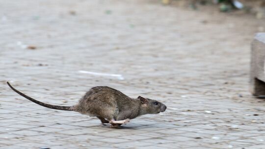 Ratte in New York. Ratte in New York.