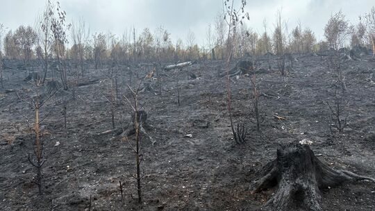 Einen erschreckenden Anblick bietet diese Fläche im Gebhardshainer Wald, die am 16. August in Brand geraten ist. Nach Einschätzu