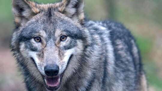 Der Wolf mit der Kennung GW2478m hat im August in den Verbandsgemeinden Bad Marienberg und Daaden-Herdorf Weidetiere gerissen.