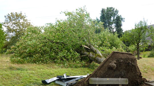 In Berod wurden gleich reihenweise Bäume in und um den Ort umgeworfen, so dieser mächtige Baum nahe des Friedhofes.