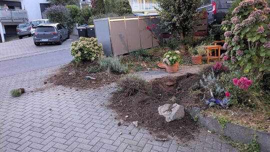 Reichlich Frust macht sich nicht nur bei Familie Barth auf dem Allerheiligenberg breit: Immer wieder zerpflügen Wildschweine Gär