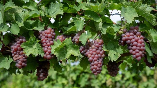 Wetter in Rheinland-Pfalz