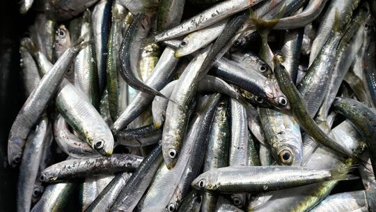 Sardinen Sardinen