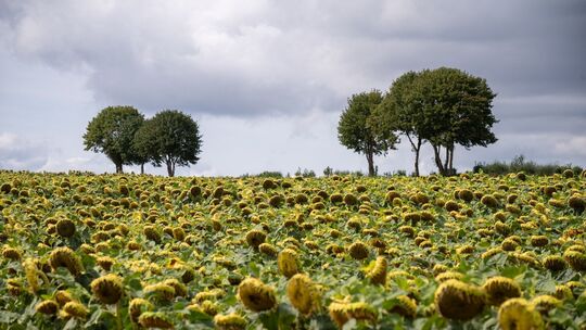 Wetter in Rheinland-Pfalz und Saarland Wetter in Rheinland-Pfalz und Saarland