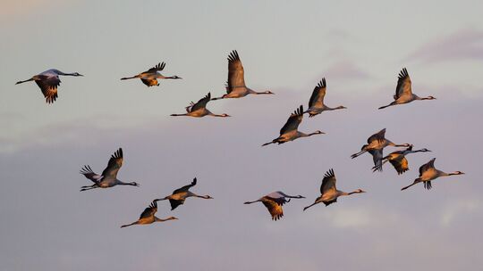 Kraniche auf den Weg ins Warme Kraniche auf den Weg ins Warme