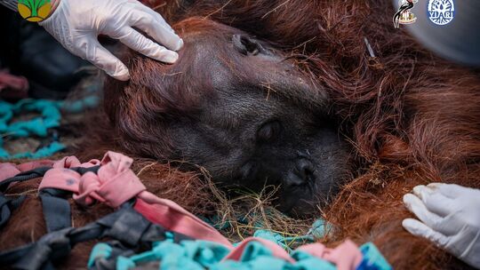 Orang-Utans auf Borneo