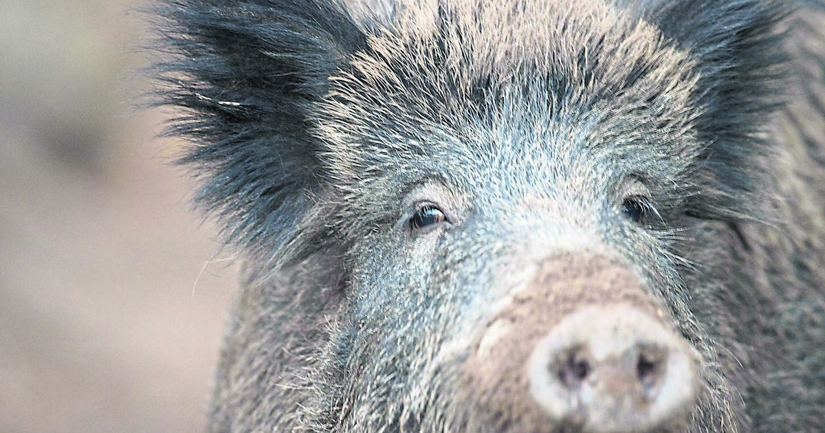 Ungewollte Besucher: Wildschweine in Lahnstein: Taskforce soll helfen