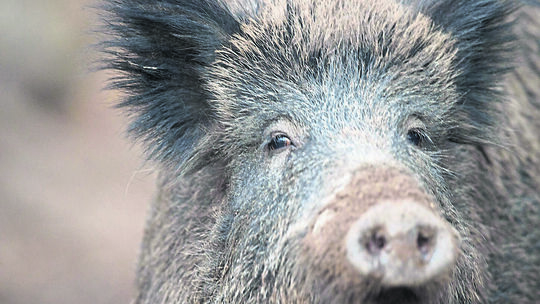 Ein Wildschwein schaut aus einem Wildschweingehege zum Fotografen. Ein Wildschwein schaut aus einem Wildschweingehege zum Fotografen.