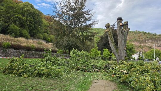 Es gab keine Rettung mehr für den stattlichen Ahornbaum im Park Niederau. Es gab keine Rettung mehr für den stattlichen Ahornbaum im Park Niederau.