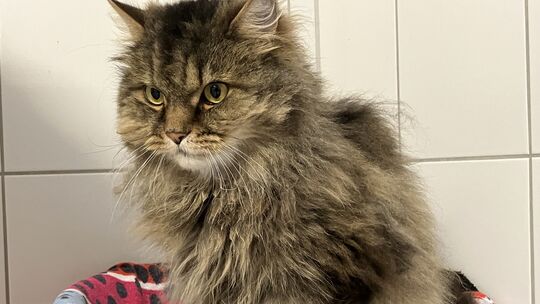 Kater Milow ist ein Perser-Mix und lässt sich nicht gerne Kämmen. Deshalb muss er einmal im Jahr geschoren werden. Auch er sucht