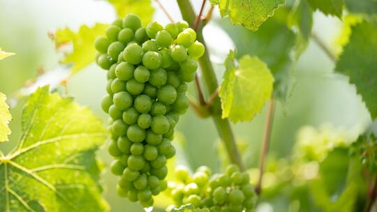 Weinlese