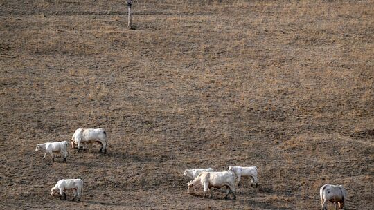 Paris stützt Landwirte nach Dürresommer mit Milliardenhilfe Paris stützt Landwirte nach Dürresommer mit Milliardenhilfe