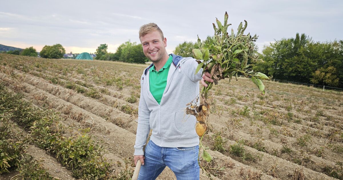 Hobby farmer from St. Katharinen: Jan Schumacher's passion for ...