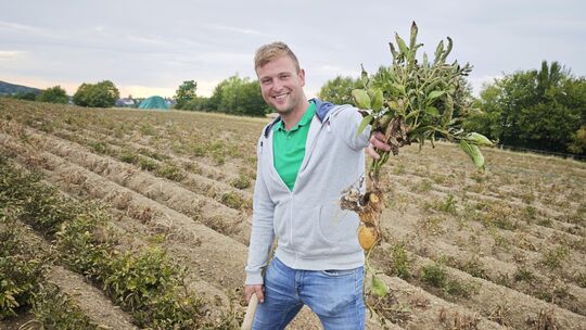Bei der knappen Ernte in diesem Trockenjahr freut sich Jan Schumacher auch über eine Ausbeute am Kraut, die sonst mehr als doppe