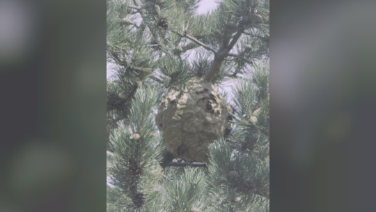 Ein solches Nest der Asiatischen Hornisse wurde nach Anrufen von Winzern im Ahrtal von Experten entfernt.