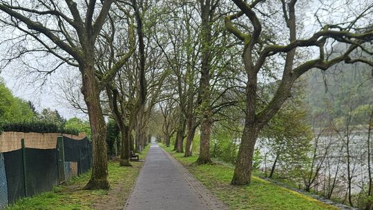 Geht es nach den Gremien, wird die Walnussallee in Niederlahnstein saniert. Dass dafür Bäume gefällt werden sollen, sorgt für Kr