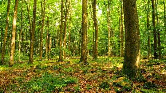 Nachdem es im Dezember 2025 so aussah, als ob der Streit ums Naturschutzgebiet Nauberg nach mehr als 20 Jahren endgültig beendet