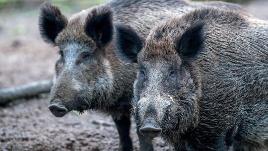 Wildschweine sorgen auf dem Friedhof in Leubsdorf regelmäßig für Verwüstungen. Ein Jäger hat nun die Erlaubnis bekommen, das Bor