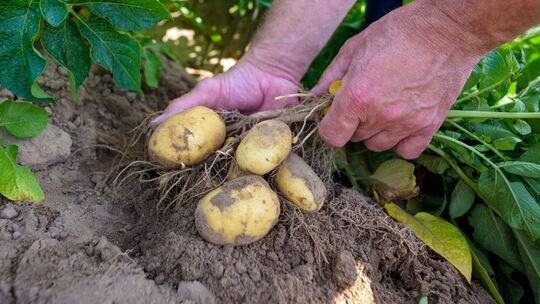 Klimaherausforderungen für Kartoffelzüchter Klimaherausforderungen für Kartoffelzüchter